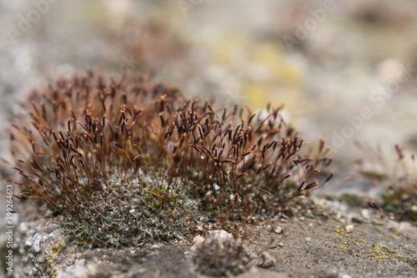 Fototapeta Wall screw-moss on wall as a air pollution indicator. Moss and blurred background.