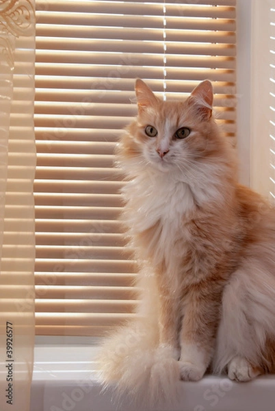 Fototapeta Siberian cat on the windowsill