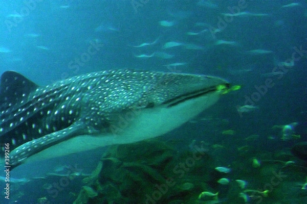 Obraz whale shark