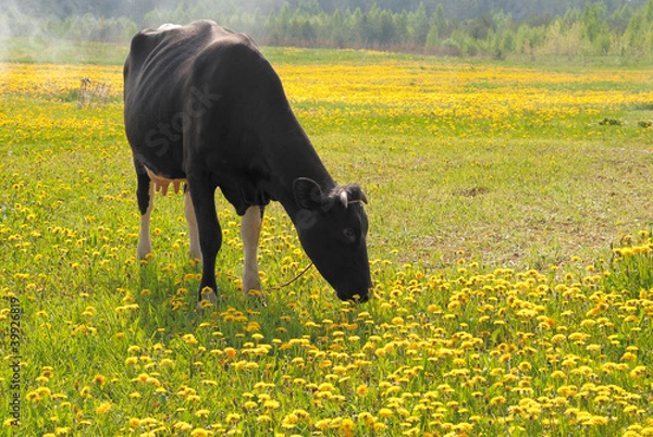 Fototapeta A cow in a meadow of yellow dandelions