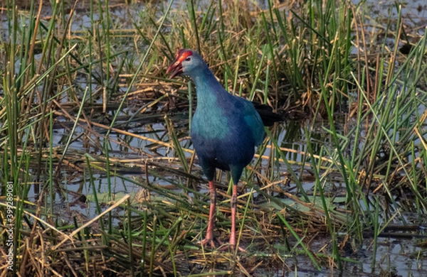 Fototapeta Swamphen