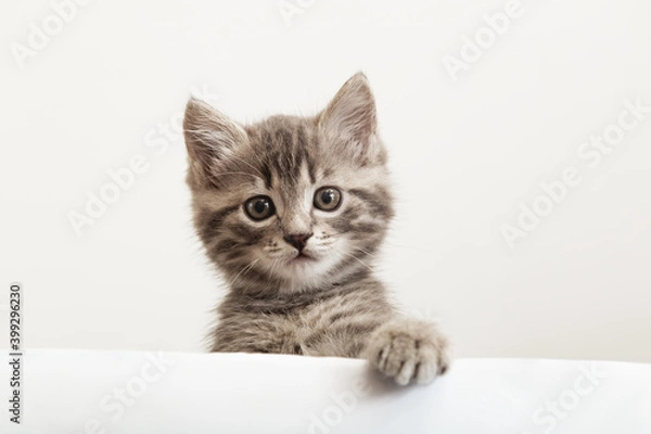 Obraz Kitten head with paw up peeking over blank white sign placard. Pet kitten curiously peeking behind white banner background with copy space. Tabby baby cat showing placard template.