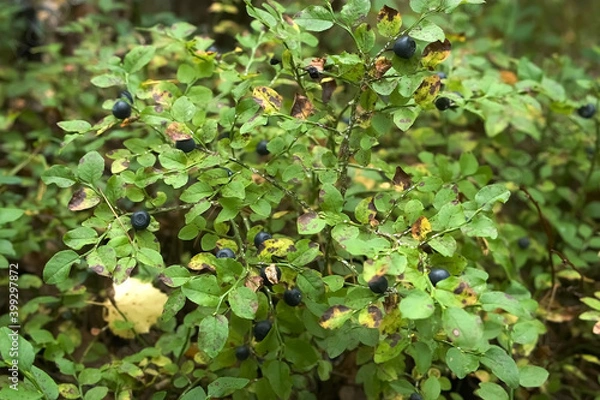 Fototapeta Blueberries in wild forest on green bushes, closeup view. Raw and organic ingredients for healthy dessert and food. Collecting season berries in forest.