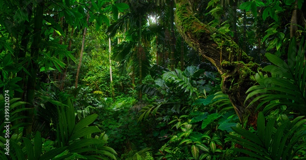 Obraz Tropical jungles of Southeast Asia in august