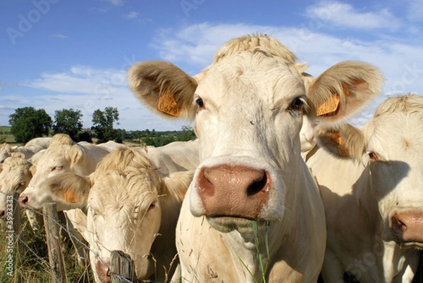 Fototapeta Krowy „Charolaise”.
