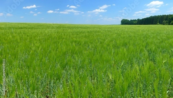 Fototapeta Field of green barley on a sunny spring day. Field with grain, green plants.