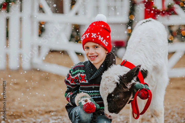 Fototapeta Boy posing with small bull against Christmas farm background. Copy space.