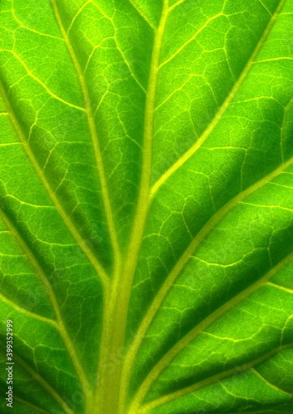 Obraz green leaf texture