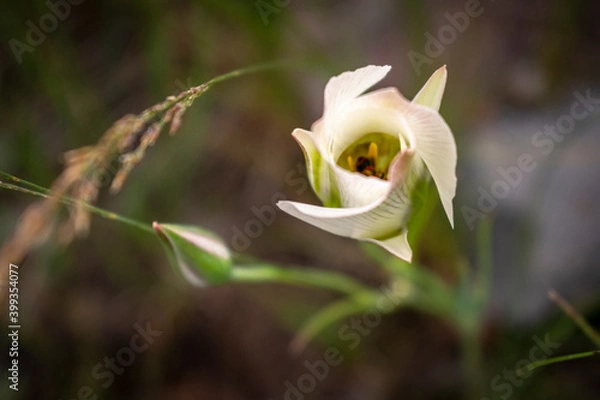 Fototapeta Sego Lily 2