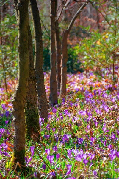 Fototapeta purple crocus bloom in the forest. beautiful nature scenery on a worm sunny day in springtime