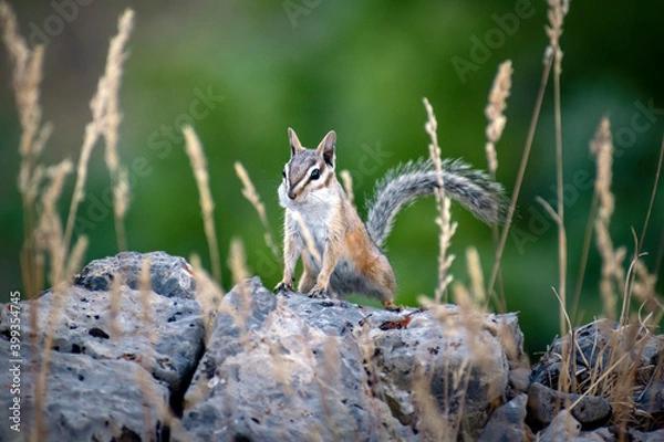 Obraz Defiant Chipmunk