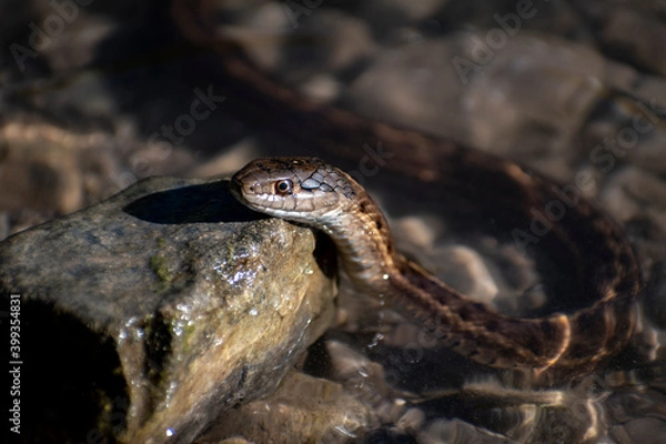 Fototapeta Curious Garter Snake