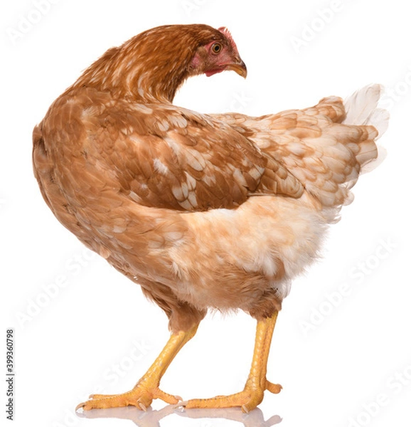 Obraz one brown chicken isolated on white background, studio shoot