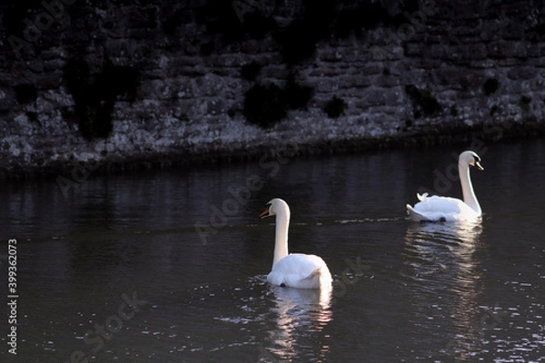 Obraz Two swans on the lake