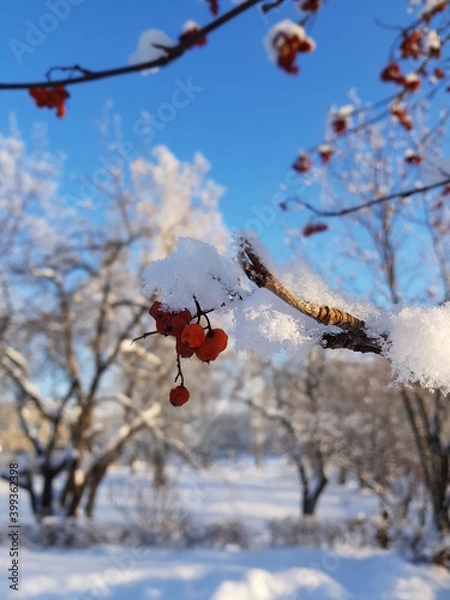 Obraz berries in the snow