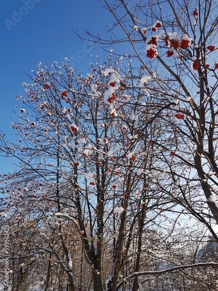 Obraz snow covered tree