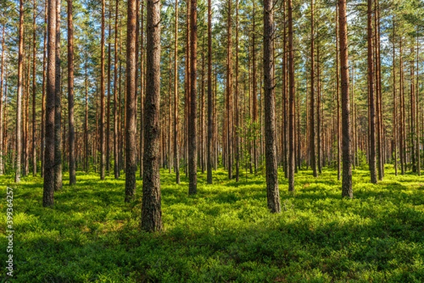 Fototapeta Beautiful and well-cared pine forest in Sweden., with sunlight shining through the canopies