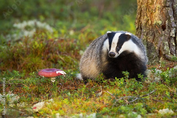 Fototapeta Adorable european badger, meles meles, sniffing in the middle of mountain cranberry moorland during golden hour. Cute badger and mushroom. Forest nocturnal animal out of its hole on sun.