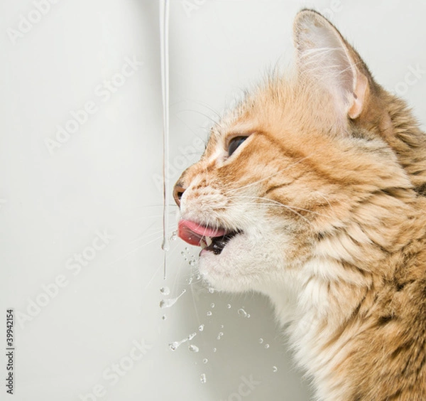 Obraz Cat drinking water