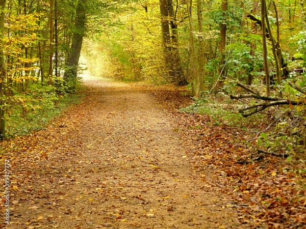 Obraz autumnal colored leaves on a way through a forest