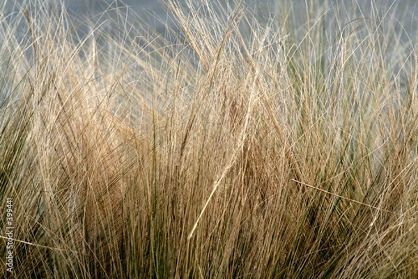 Obraz winter grass