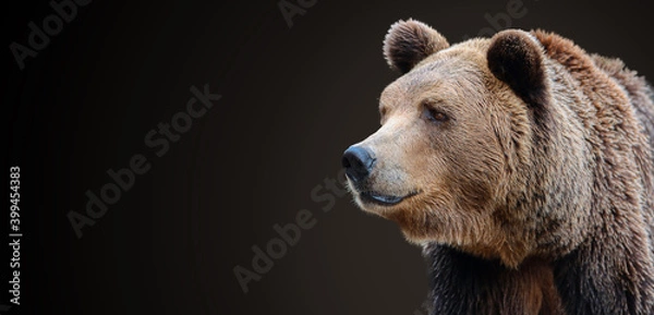 Obraz Predator, portrait of a brown bear.
