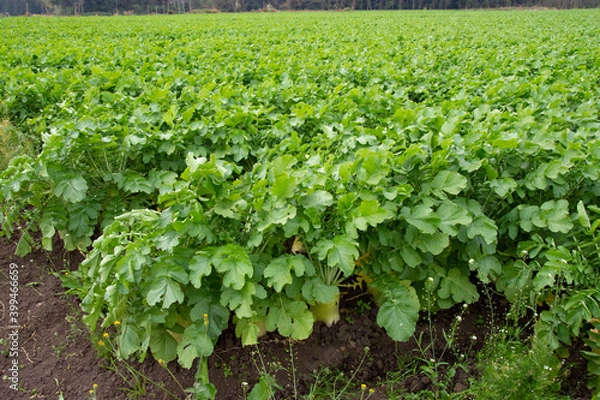 Fototapeta ダイコン畑と大根