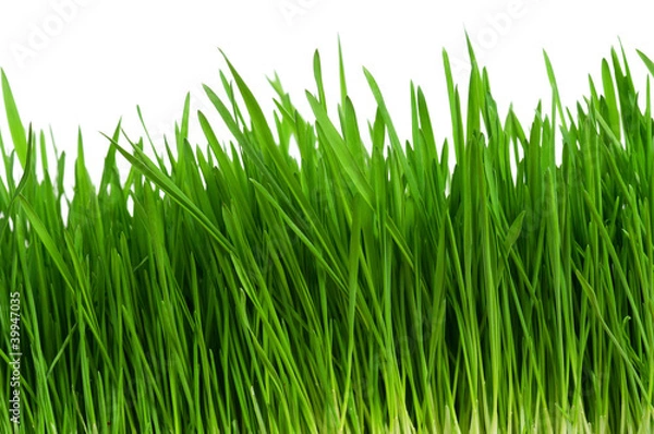 Obraz Wheat grass
