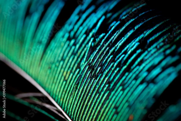 Fototapeta Macro photo of a peacock's feather. Photo with selective focus.