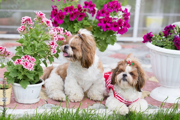 Fototapeta Two Shih Tzu dogs sit on the lawn in the garden on a background of flowers