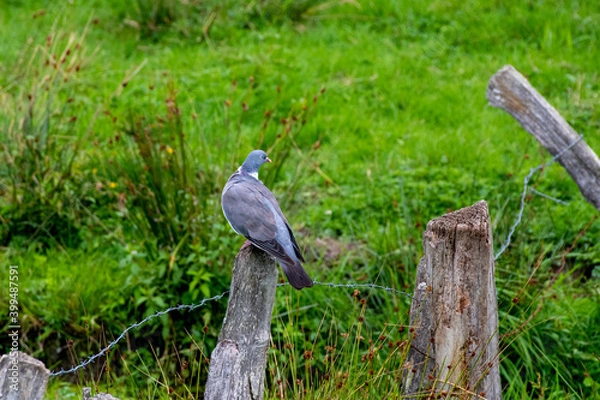 Fototapeta pigeon on a fence, turned head