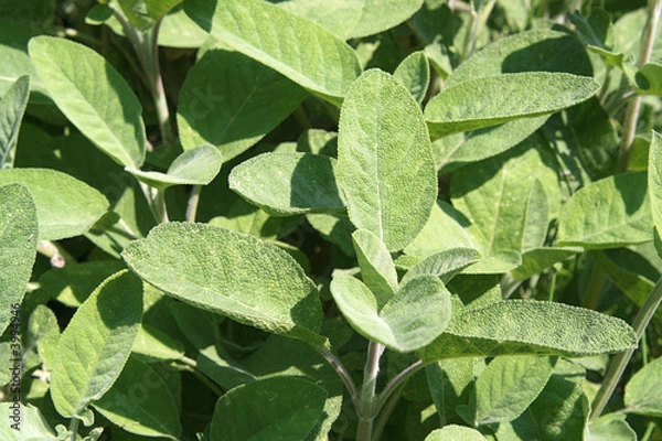 Obraz Blätter Salbei