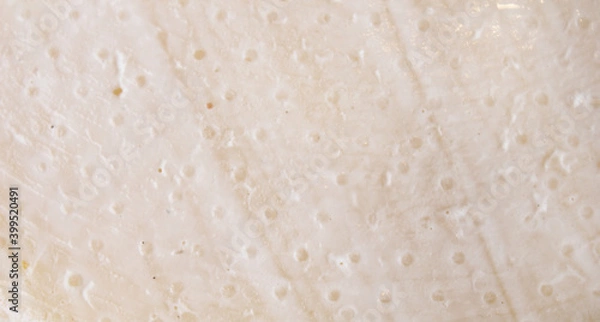 Fototapeta Farmer's cheese crust of cheese with grains inside. texture as hand-made cheeses ripen. orange white green solid background, cheese mold