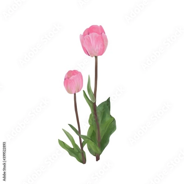 Fototapeta チューリップ　線画なし