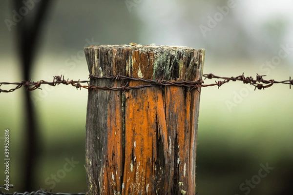 Fototapeta An old weathered worn fence post on rural farmland with strands of rusting barbed wire against a soft focus green backgorund. New South Wales, Australia.