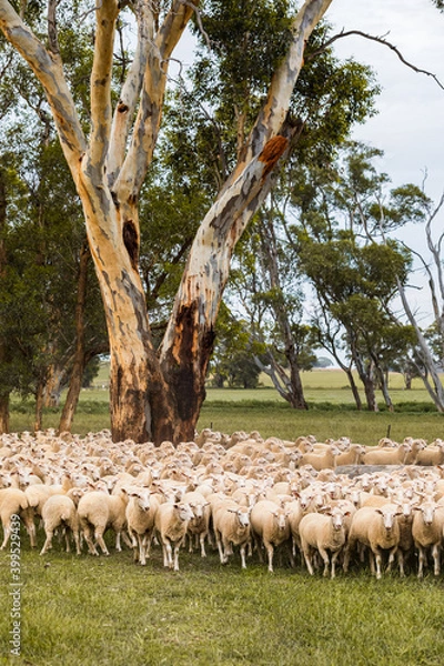 Fototapeta A flock of sheep around a gum tree grazing on grass on a country farm in rural New South Wales, Australia.