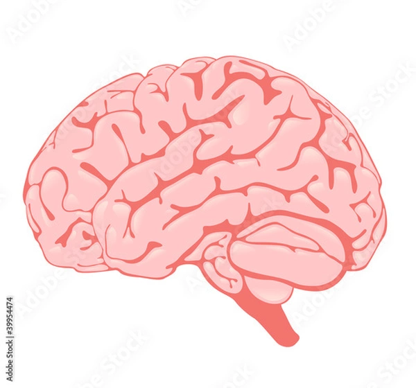 Obraz pink brain the side view