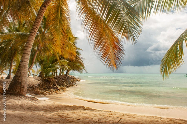 Fototapeta palm trees in the Caribbean