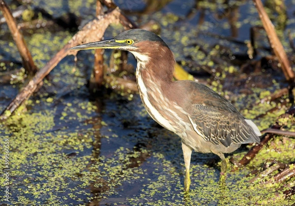 Fototapeta Little Green Heron  at the Peaceful Waters Wetlands