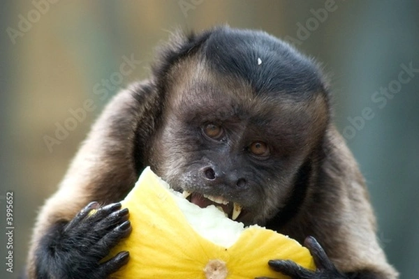 Fototapeta Tufted Capuchin Monkey Eating