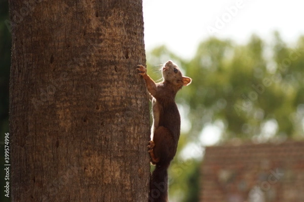 Fototapeta Squirrel from Málaga