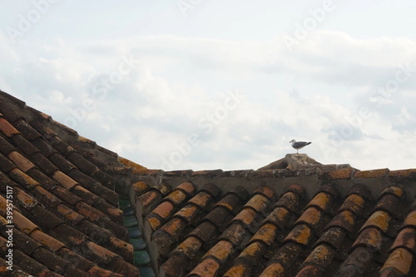 Fototapeta Lone Bird