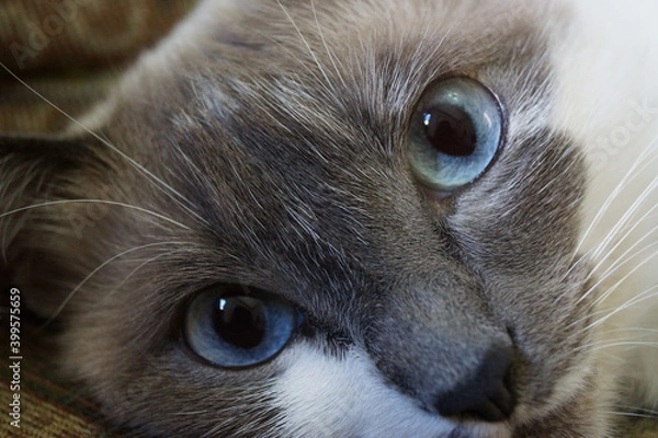 Fototapeta Kitty Cat