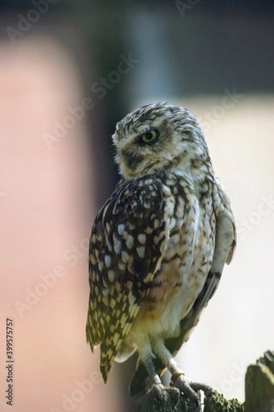 Fototapeta Owl