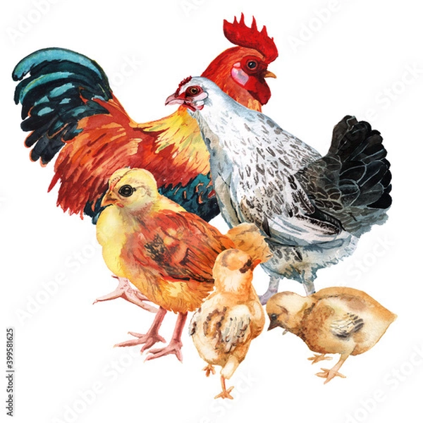 Fototapeta Watercolor image of cock, hen and three chickens.