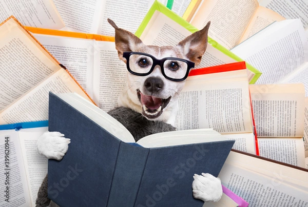 Obraz dog reading books