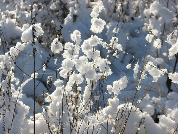 Obraz snow flowers, winter landscape