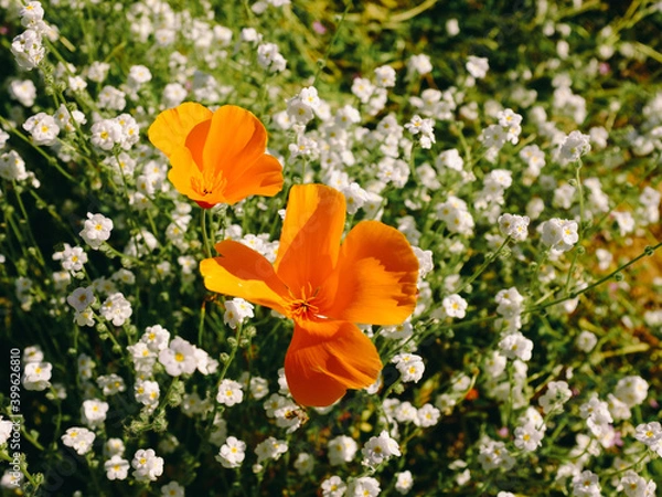 Obraz California Poppy Fields