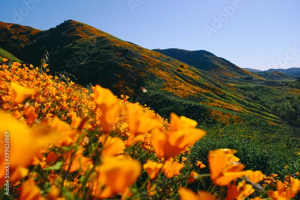Obraz California Poppy Fields