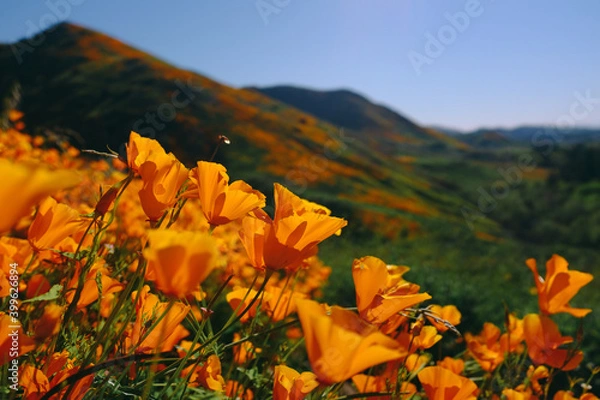 Obraz California Poppy Fields